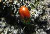 Chrysolina polita